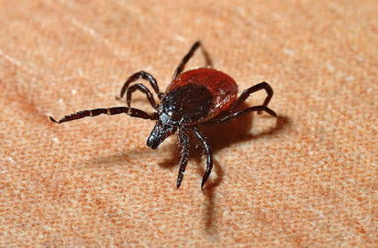 malattia di lyme mortale