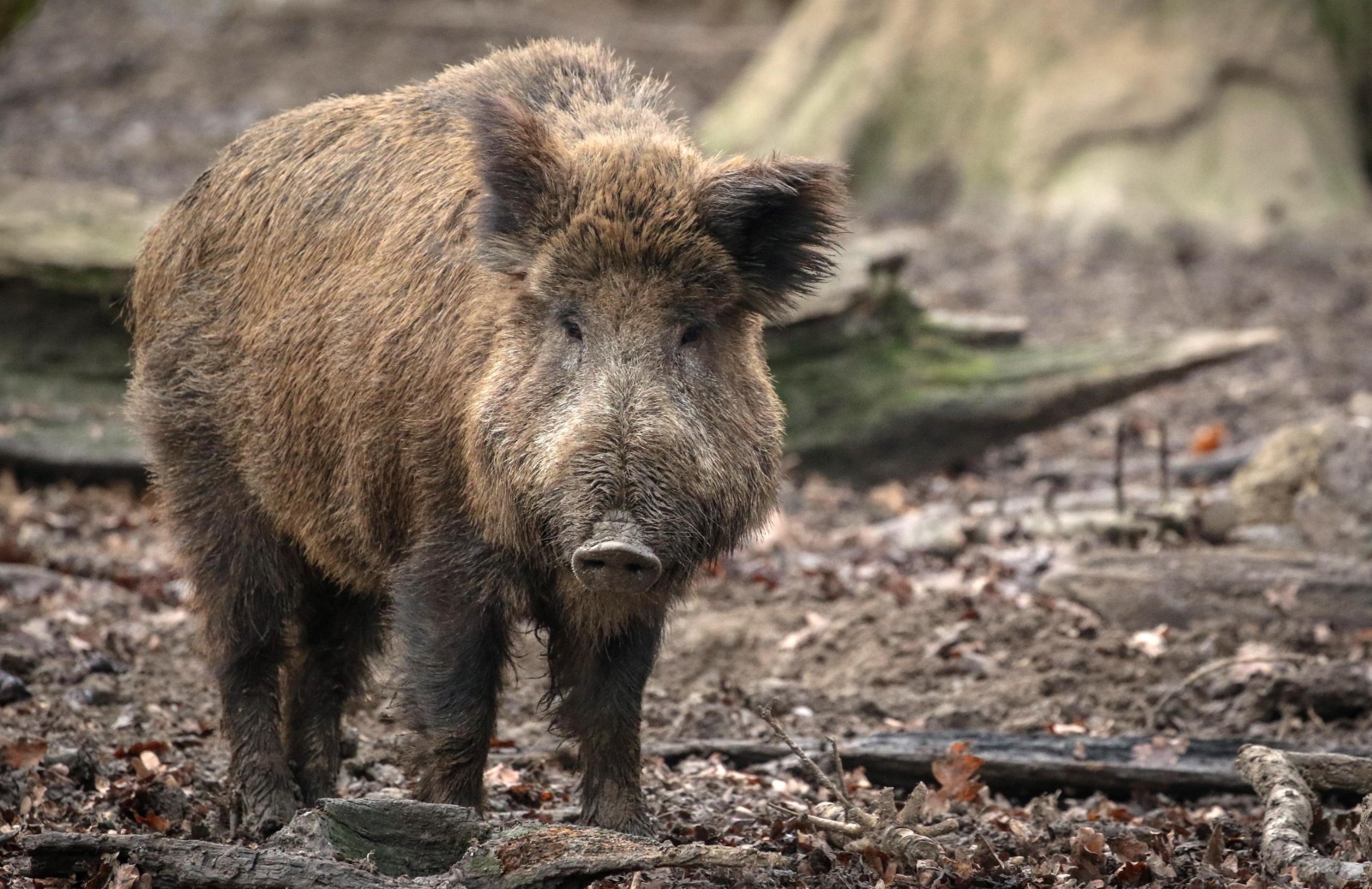 cinghiale