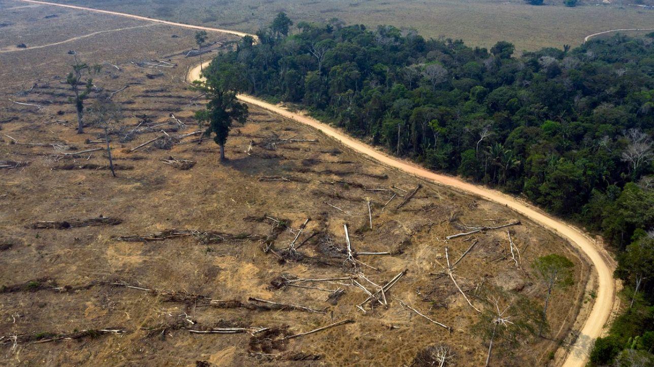 Da gennaio spariti 1.200 km quadrati di foresta Amazzonica. E Bolsonaro  taglia i fondi ai forestali - Open