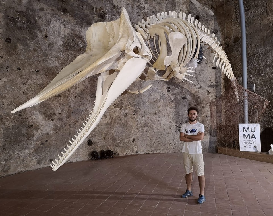 Le ricerche dell'animale continuano ma le possibilità di sopravvivere alla rete illegale si riducono drasticamente.