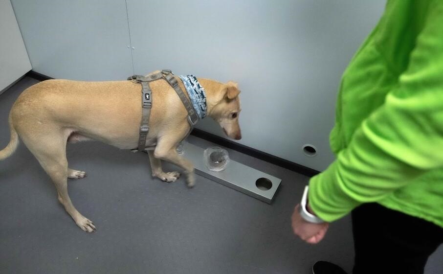 Covid 19, ultime notizie – La Finlandia punta sui cani. A Helsinki fiuteranno l’infezione dal sudore. In Iran c’è un problema sull’uso delle mascherine Covid 19, ultime notizie – La Finlandia punta sui cani. A Helsinki fiuteranno l’infezione dal sudore. In Iran c’è un problema sull’uso delle mascherine
