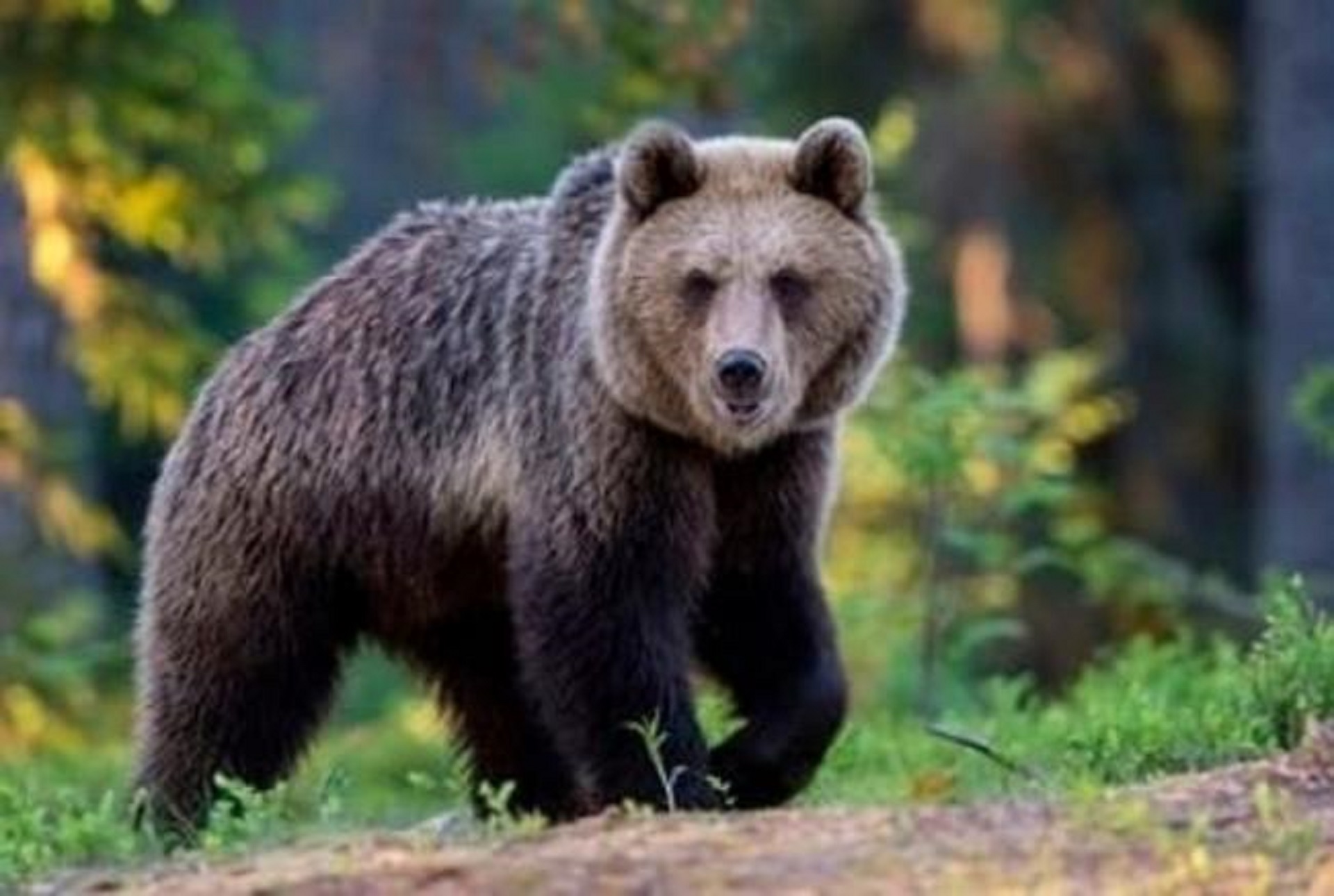 Finisce dopo due mesi la fuga dell'orso M49: è stato catturato in