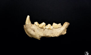 scoperta-uomini-neanderthal-grotta-guattari-circeo02 Ufficio Stampa Mic / Emanuele Antonio Minerva | Scoperti i resti di 9 uomini di Neanderthal al Circeo